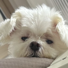 현지
