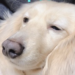 ほのまんぼ