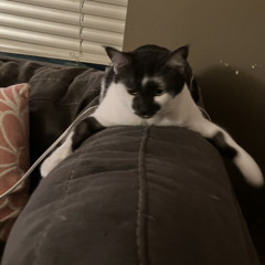 katie