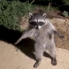 dirtyRacoon