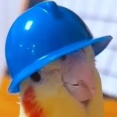 CinzaFalso
