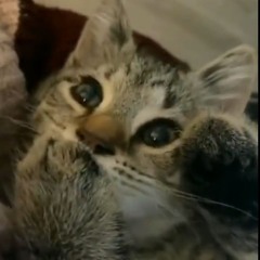 Lorien~