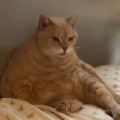 Pj
