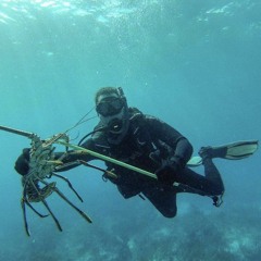 DeepDiver