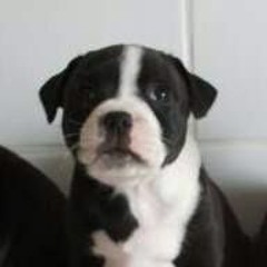 Du Domaine D'Altesse