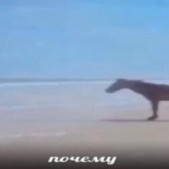 димочка