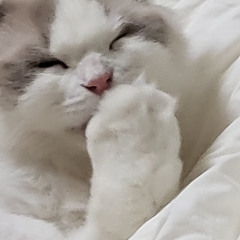 이나