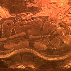 Lilith
