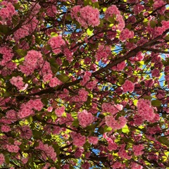 Henriette Skou Pedersen