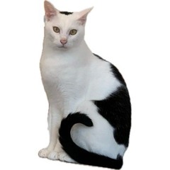 sengok