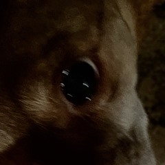 Mochã