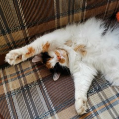 Вадим Пивоваров