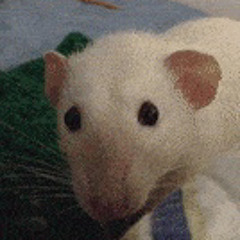 rat