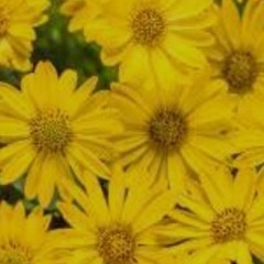 🌼Daisy🌼