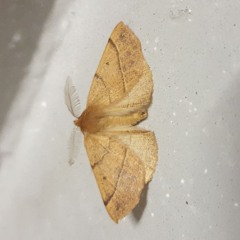 Soundclick moth