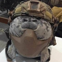 youngseal