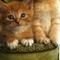 Cat_Lover12