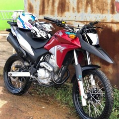 Bernardo 244