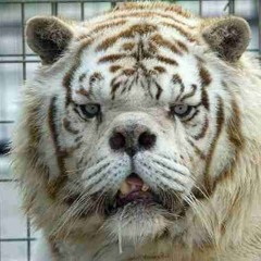 KennyTheTiger