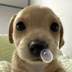 aaa