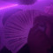 SPINOUT_K4