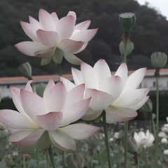 𝓛𝓲𝓵𝔂 𝓸𝓯 𝓽𝓱𝓮 𝓿𝓪𝓵𝓵𝓮𝔂❀