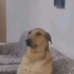 Gustav