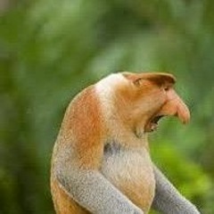 Proboscis Monkey