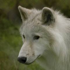 ZXWolf