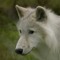 ZXWolf