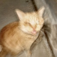 mitso