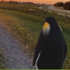 Dingus