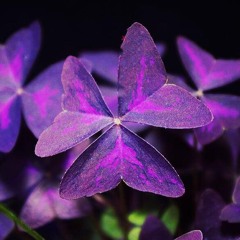 BLOOMLESS
