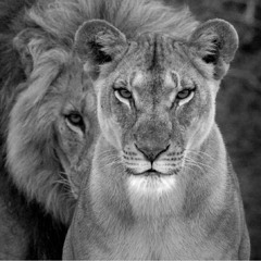 Soulful Lion