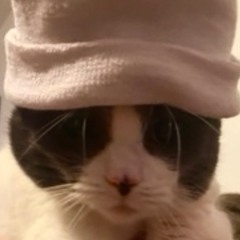 kevin