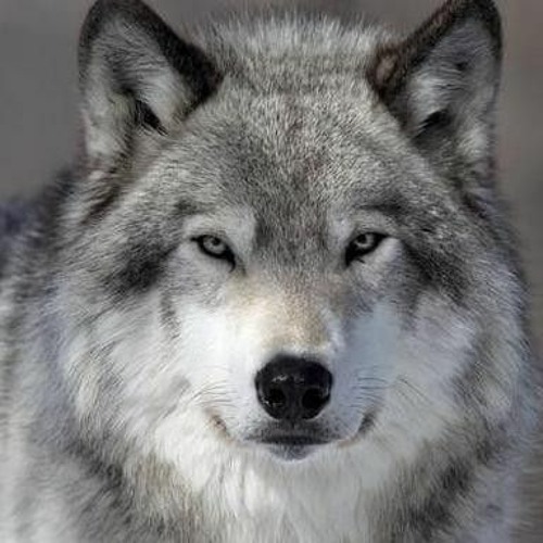wolf wolf wolf’s avatar