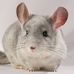 CheeseChilla