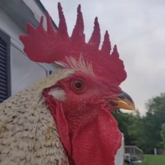 chicken