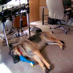 Pawz and Guitars