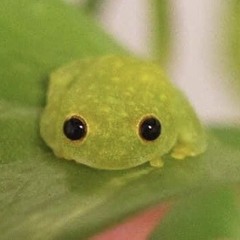 Fenton