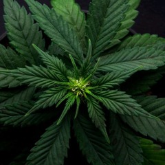 @druggy.network