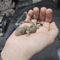 🦎