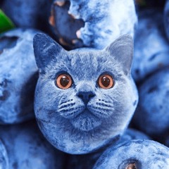 blueberry cat dubz