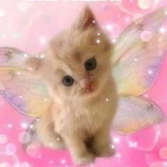 kittyamelka≽^•⩊•^≼ ₊˚⊹♡