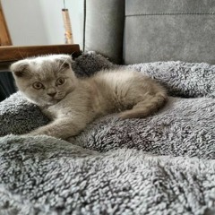 noud