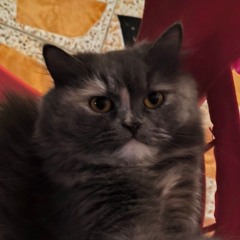 Moly