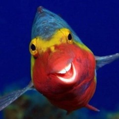 maxjollyfrog