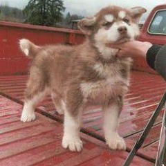 ActiveGxng 𝕴𝖘𝖆𝕰