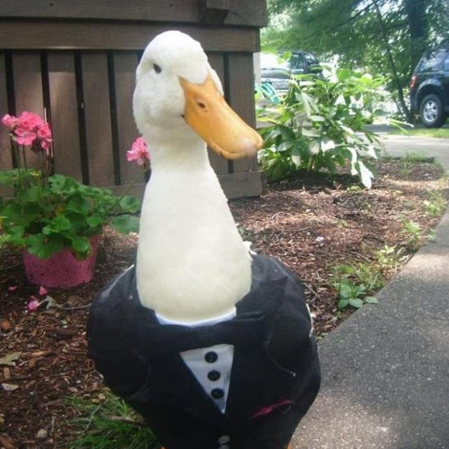 Stream mc biscuit,quack quack nga music | Listen to songs, albums, playlists for free on SoundCloud