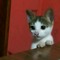 dieagain8